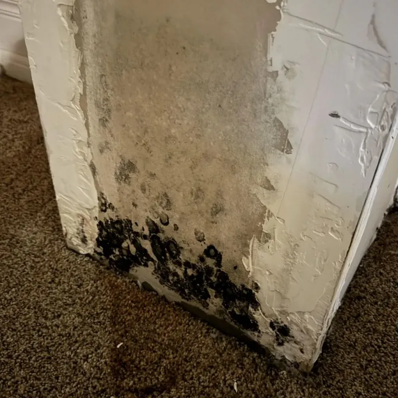 Professional Mold Removal in Henderson County, TX